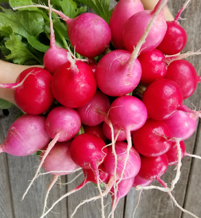 Rainbow Radishes