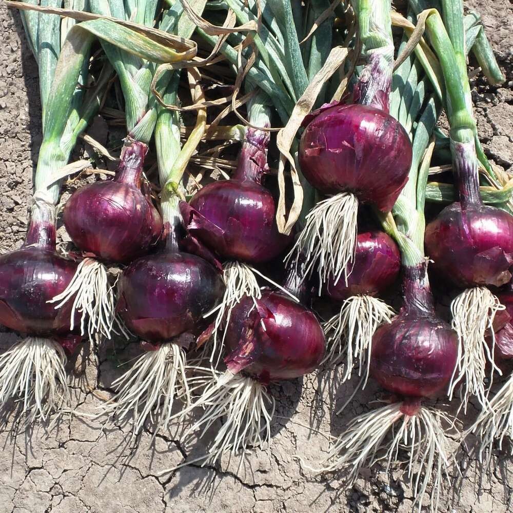 Red Onions Red Onions