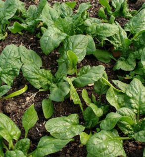 Spinach