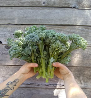 Sprouting Broccoli