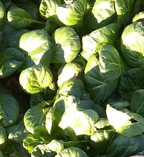 Tatsoi
