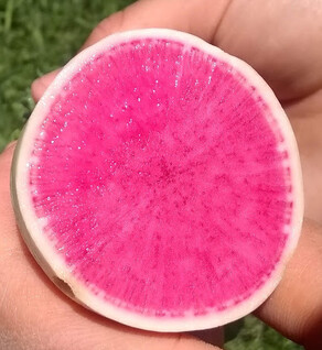 Watermelon Radishes