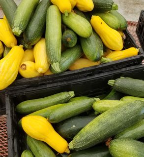 Zucchini
