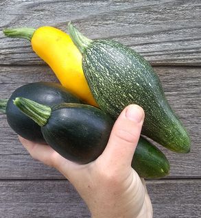 Zucchini Misfits