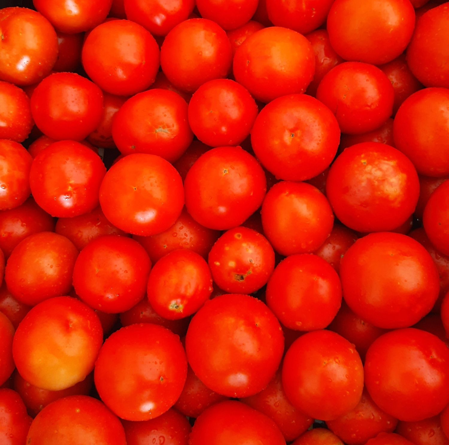 Slicer Tomatoes (Hybrid)