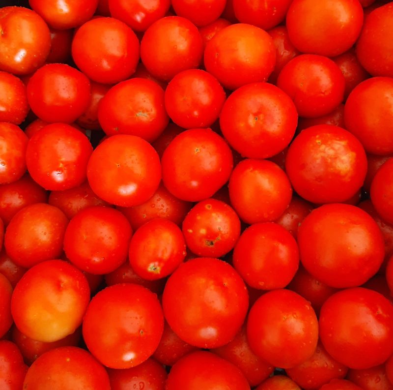 Slicer Tomatoes (Hybrid)
