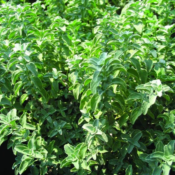 Oregano