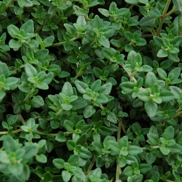 Thyme Thyme