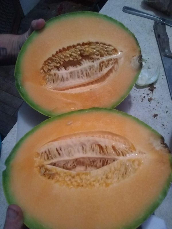 Cantaloupe-Medium