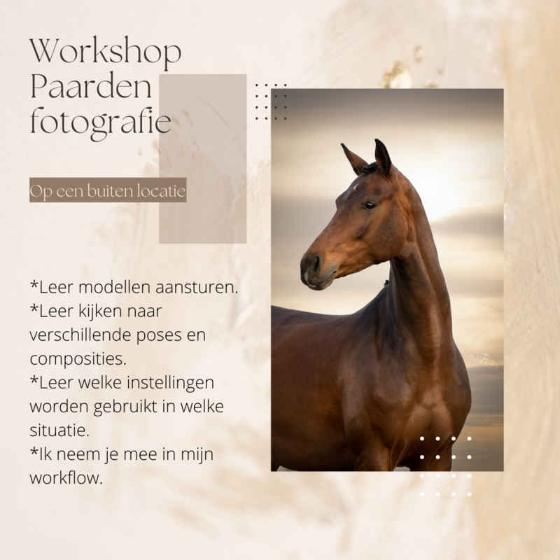 Workshop paarden fotografie (2,5 uur)

Workshop paarden fotografie voor fine art natuurlijk licht, of een fotoshoot op locatie.