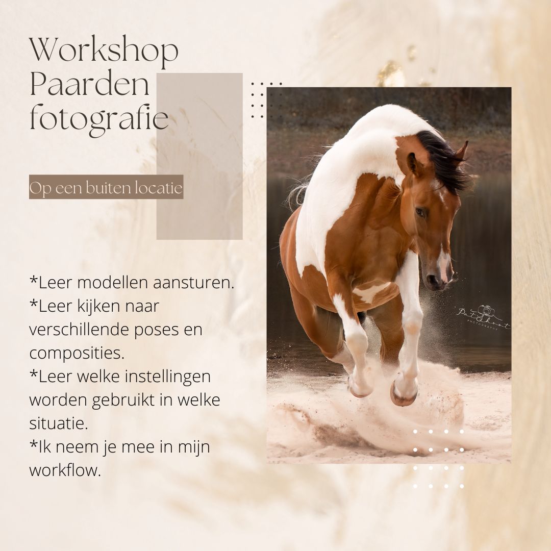 Workshop paarden fotografie (2,5 uur)  Workshop paarden fotografie voor fine art natuurlijk licht, of een fotoshoot op locatie.