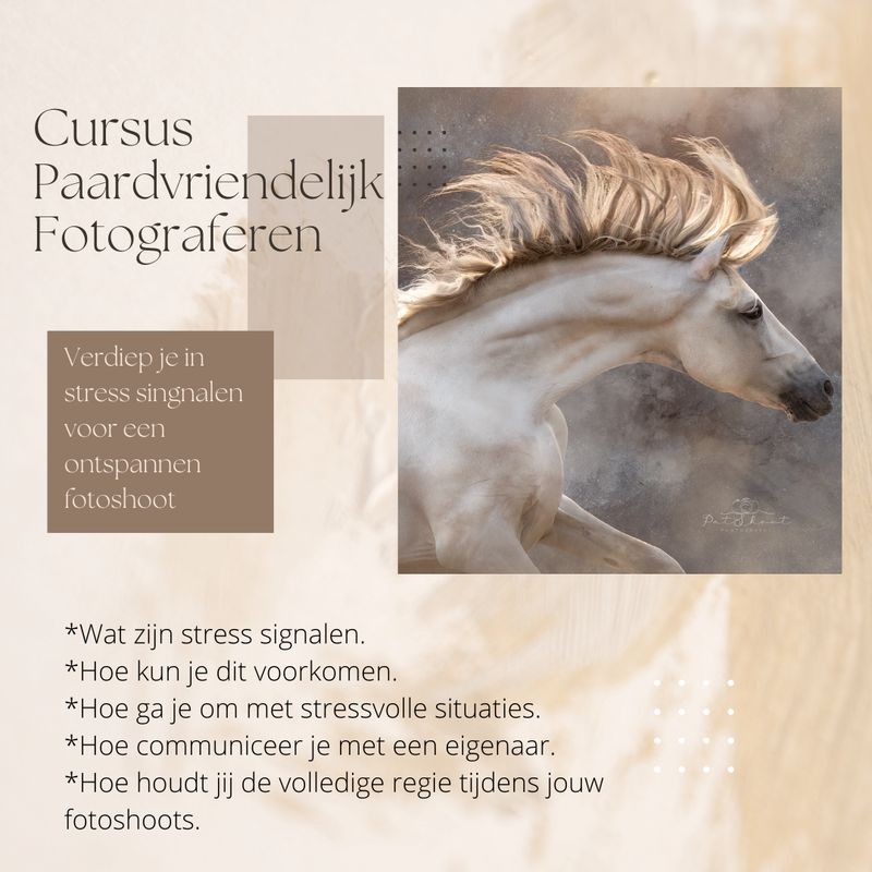Cursus Paard Vriendelijk Fotograferen