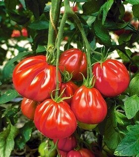 Plant de tomates : aurea (F1)