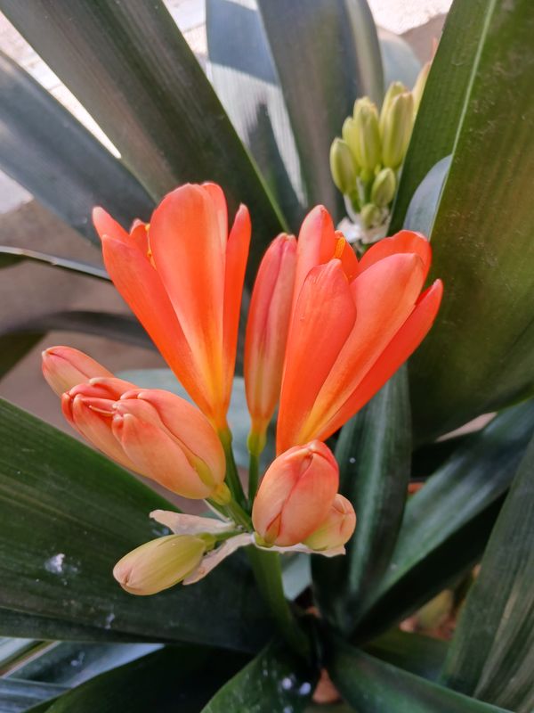 Clivia en pot