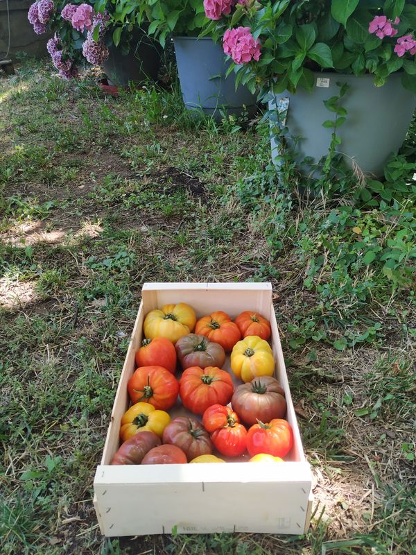 Plateau de tomates variées 5kg