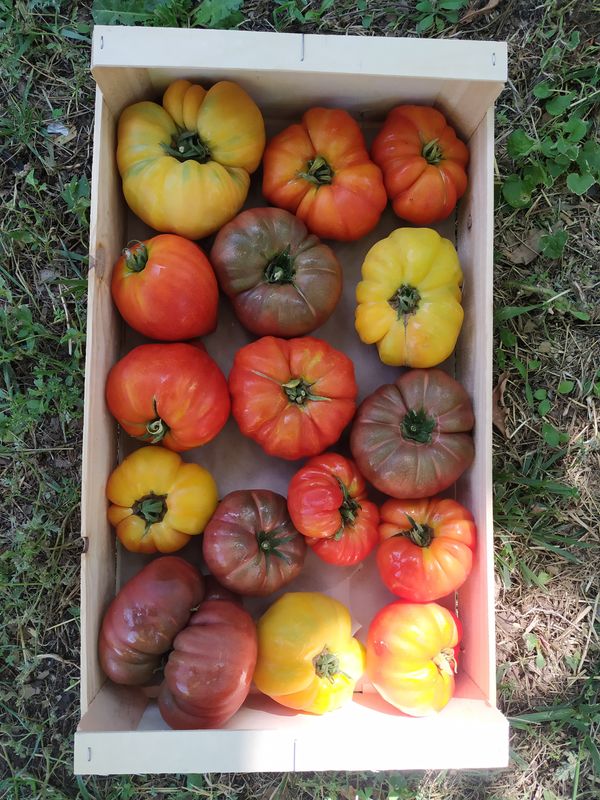 Plateau de tomates variées 5kg