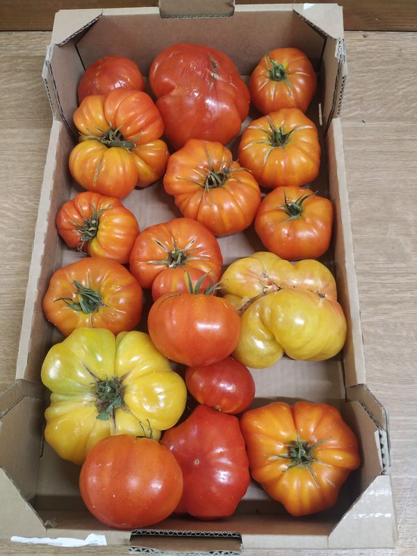 Plateau de tomates pour coulis 5kg
