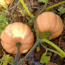 Mini courge Muscade pièce