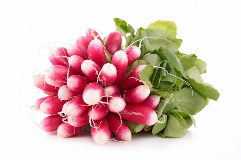 Radis rose botte