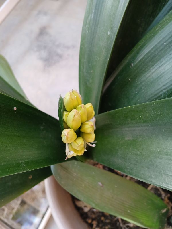 Clivia en pot