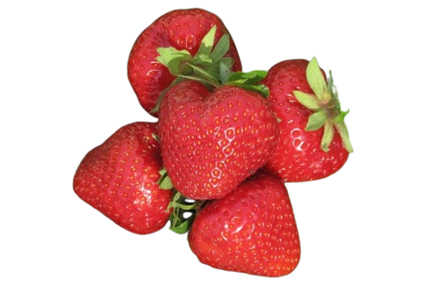 Fraises Dely 250g