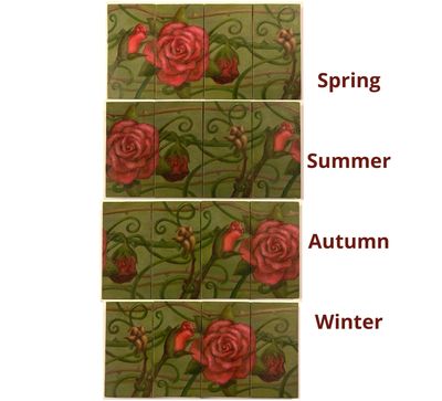 Bloom Cycle of a Red Rose