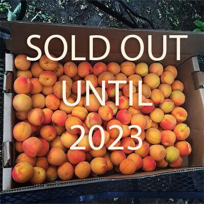 Blenheim Apricots - For Pick Up by Appointment Only