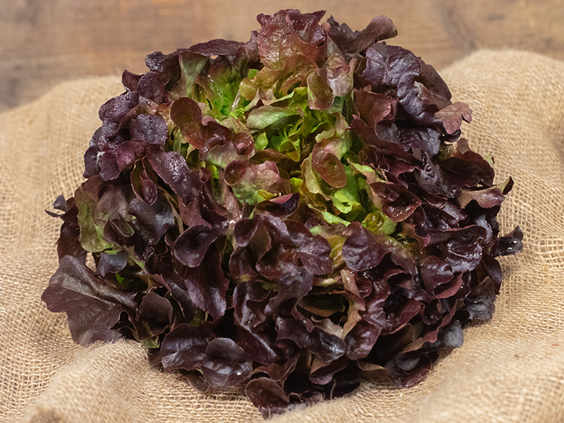 Feuille de chêne (blonde, brune)