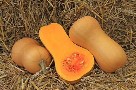 Courge butternut