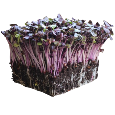 Microgreen de Rabano - 50g