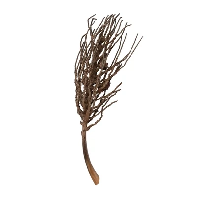DRIED COCONUT PALM BRANCH, NATURAL
