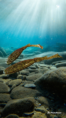 Lures