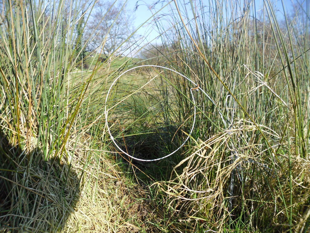 36 pack of Fox Snares