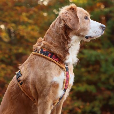 Hundegeschirr