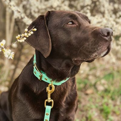 Hundehalsband