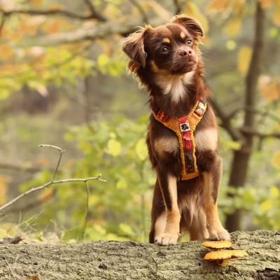 Sofort Kauf Hundegeschirr & Zubehör
