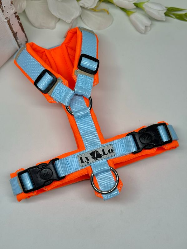 Hundegeschirr Basic, Gr. XS, Summer Boy Hundegeschirr Basic, Gr. XS, Summer Boy