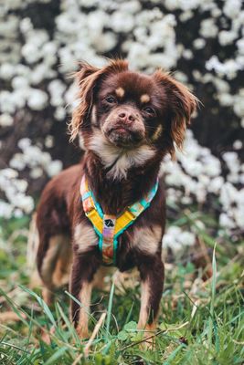 Frühlings Hundegeschirre & Accessories ?