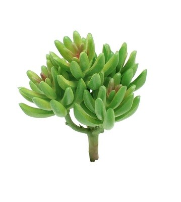 HZ170 - SUCCULENT