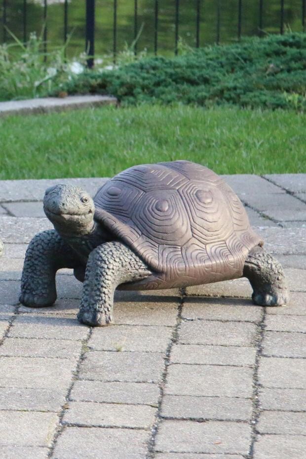 #2359 LARGE TORTOISE