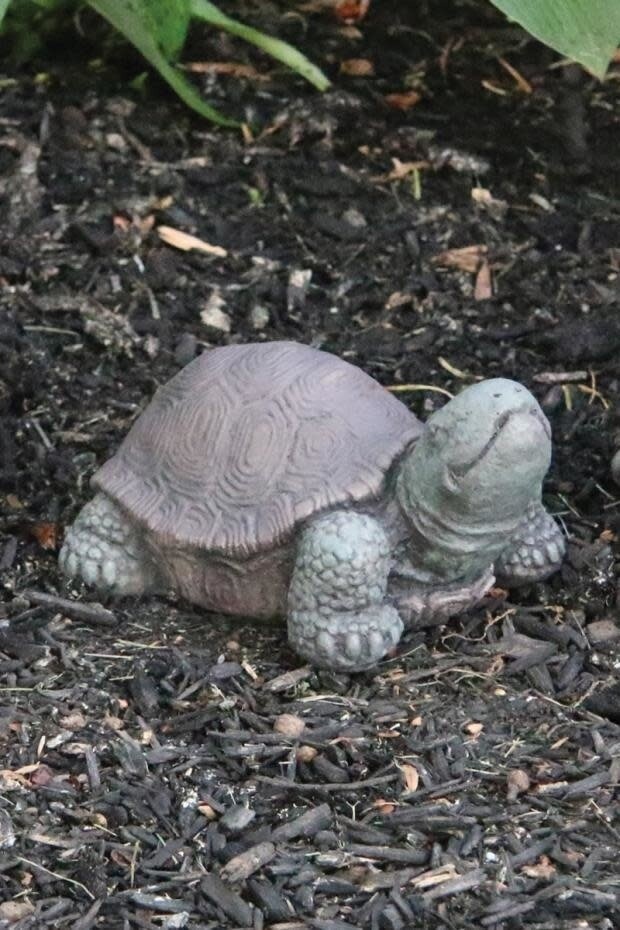 5&quot; Extra Small Tortoise