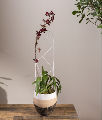DELTOID PLANT STICK