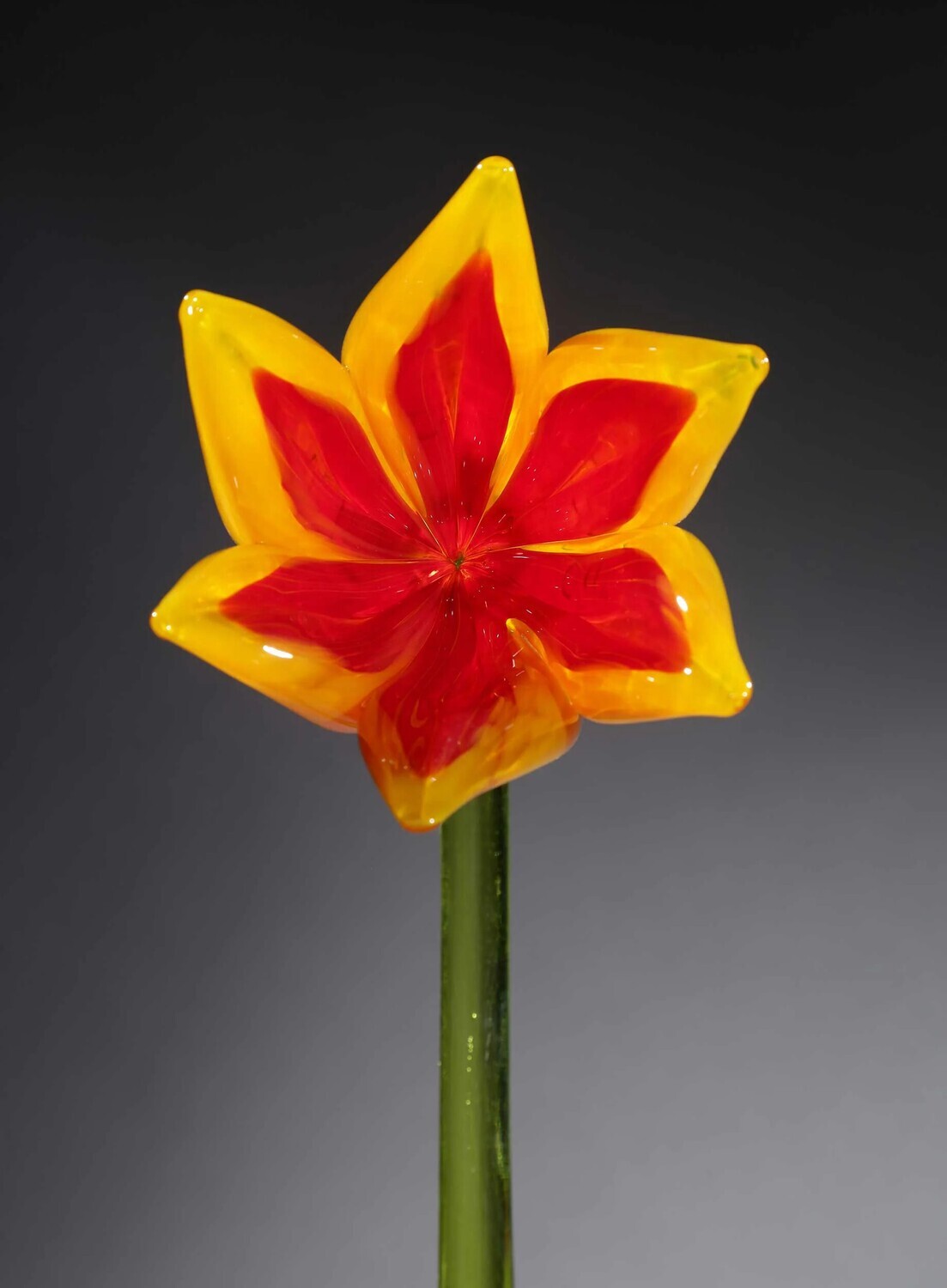 TULIP FLOWER YELLOW RED