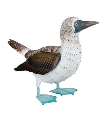Blue Footed Booby