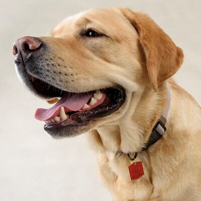 DOG COLLAR CHARM - FREE KISSES