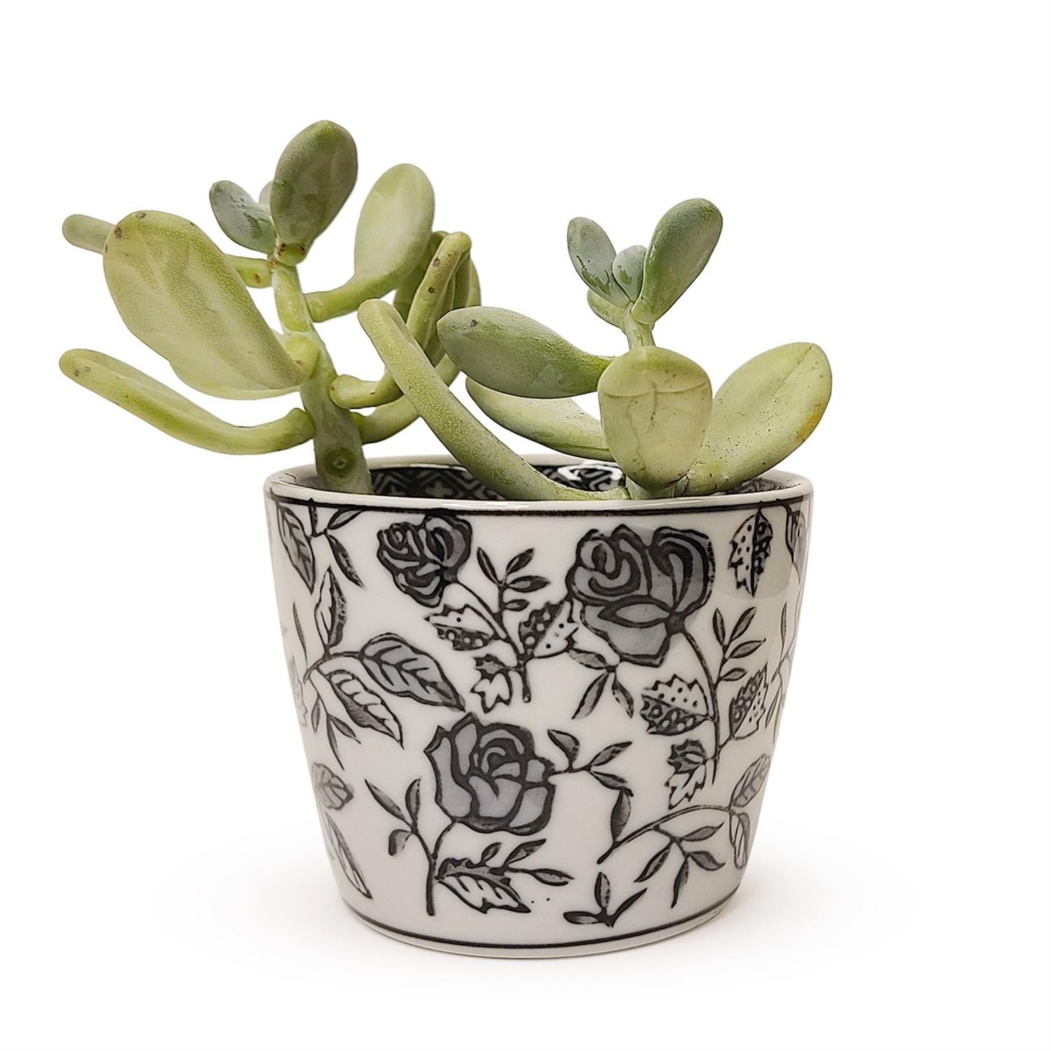 Black and White Canton Collection 2 3/4&quot; H Cachepot - Assorted