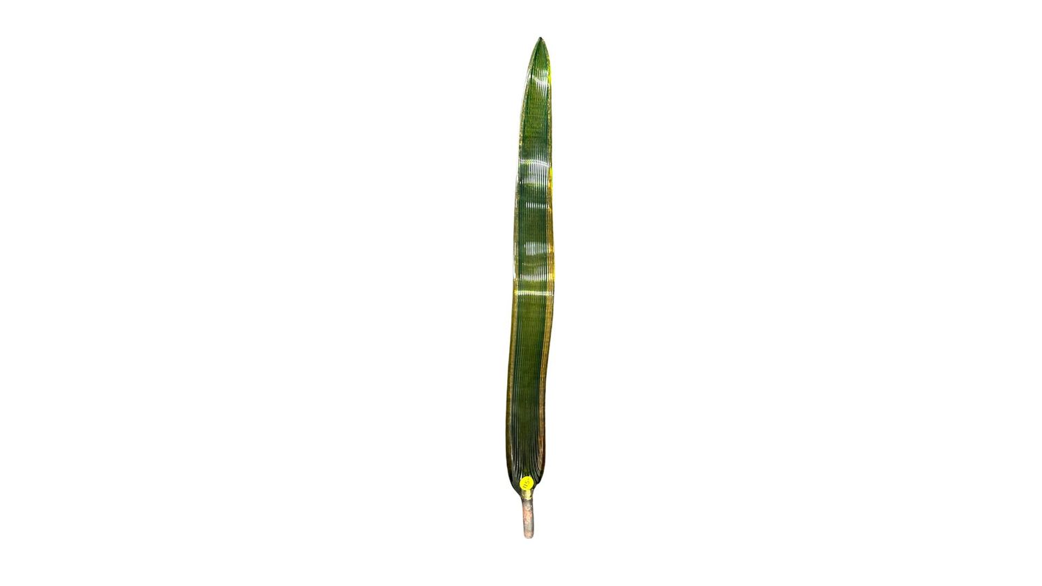 CATTAIL LEAF