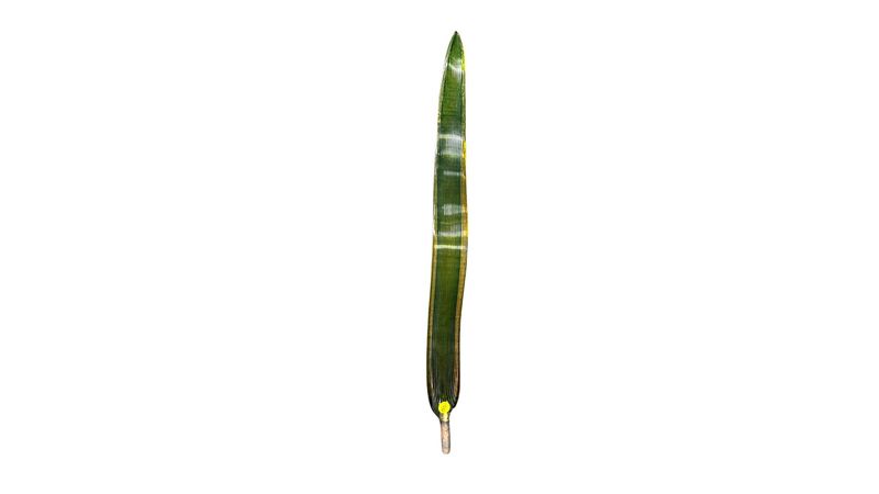 CATTAIL LEAF - GARDEN GLASS