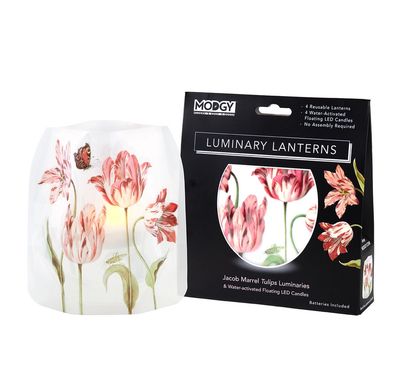 Modgy Expandable Vase - Jacob Marrell Tulip