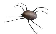 FRANCIS SPIDER